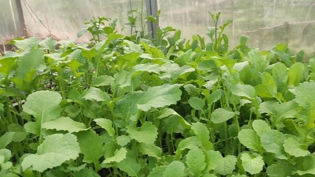 Природные чудеса