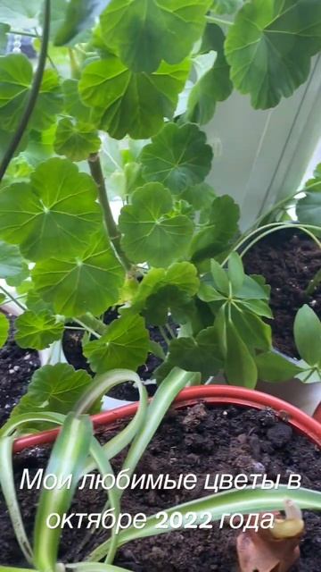 Мои любимые цветы 🌺 в октябре 2022 года всем приятного просмотра видео привет из Пятигорска смотреть онлайн