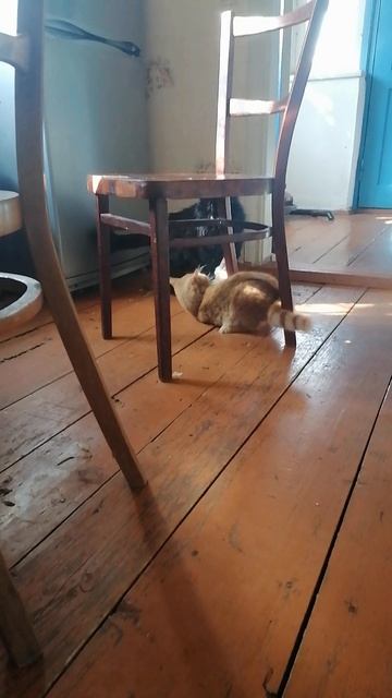 Чёрная кошка против гарфилда