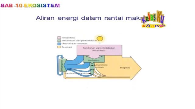 EKOSISTEM LAUT GUNUNG SAWAH PELAJARAN BIOLOGI SMA смотреть онлайн