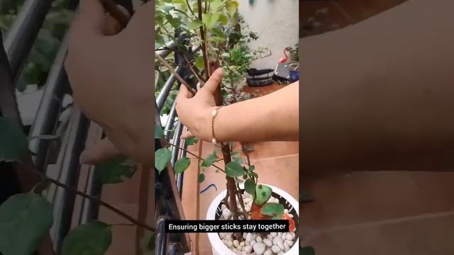Tape Tool for Gardening Enthusiast смотреть онлайн