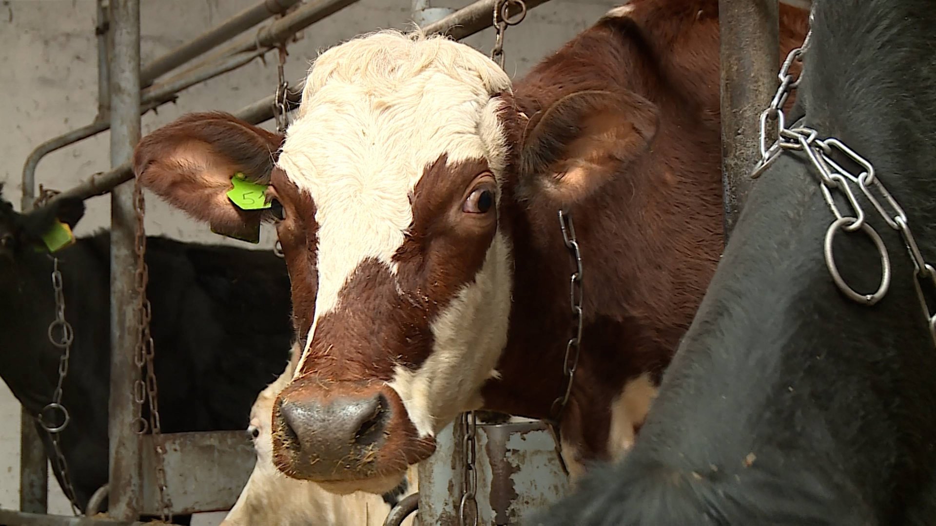 В Новоалександровском округе развивается производство молока смотреть онлайн