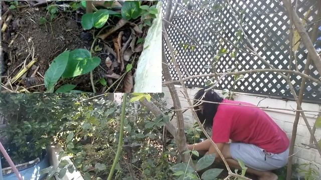 Paano Mag Tanim ng Lychee at Papaya /Palbin OFW смотреть онлайн