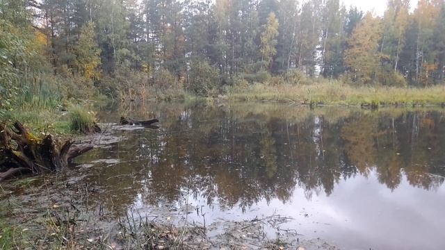 Лесное болото. ч.1. Октябрь 2022 смотреть онлайн