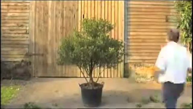 Thrusting architecture on an Osmanthus смотреть онлайн