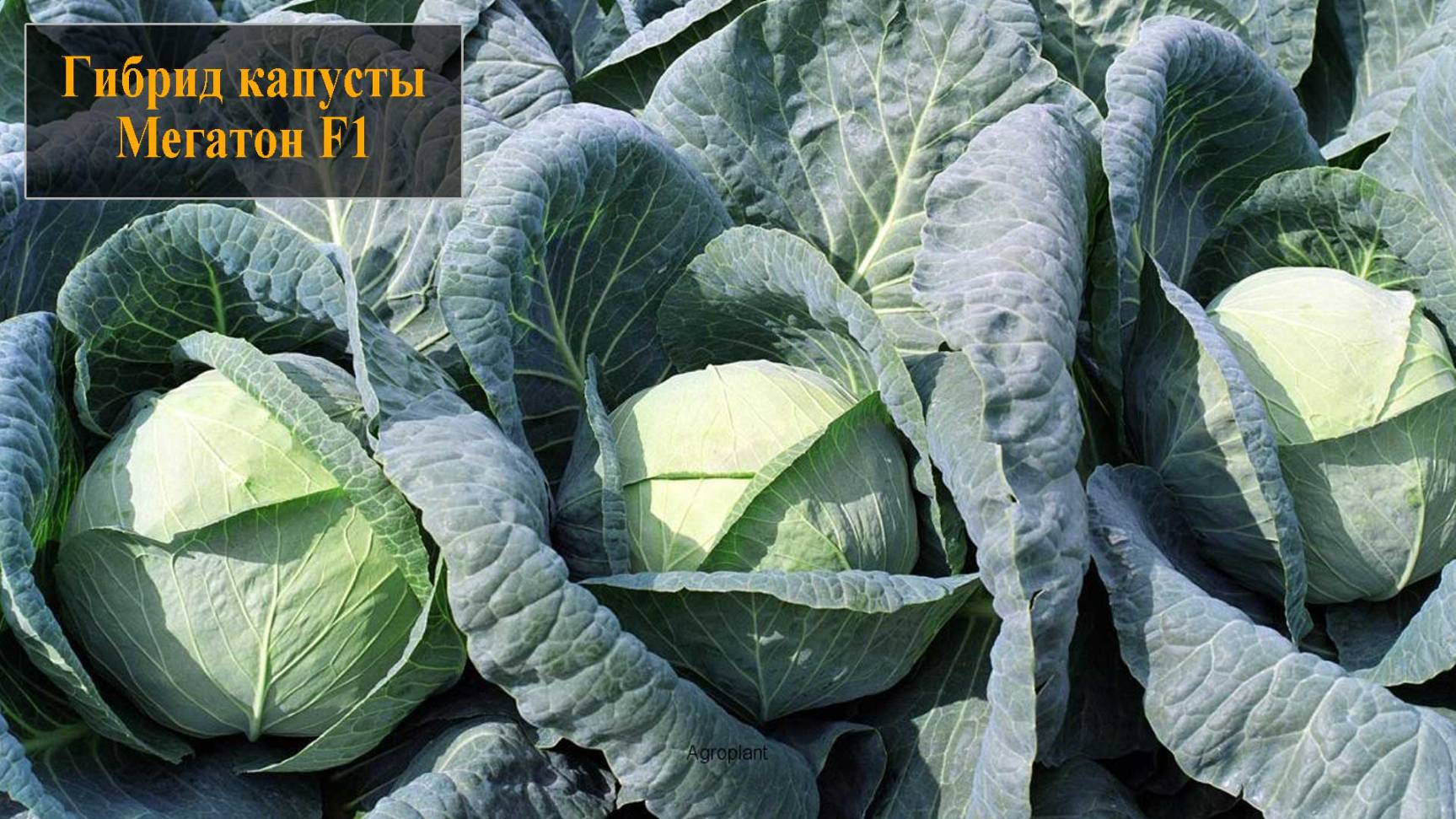 Гибрид капусты Мегатон F1 смотреть онлайн