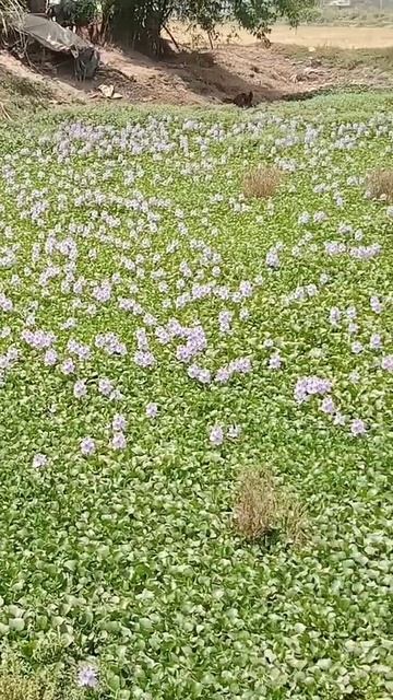 Water hyacinth,beautiful blue flowers смотреть онлайн