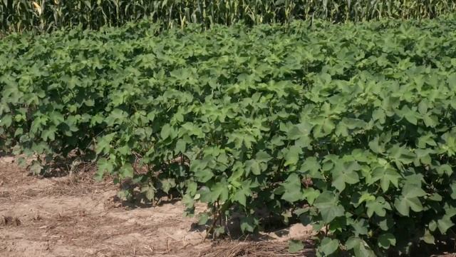 RESEEDING COVER CROPS IN A COTTON ROTATION смотреть онлайн
