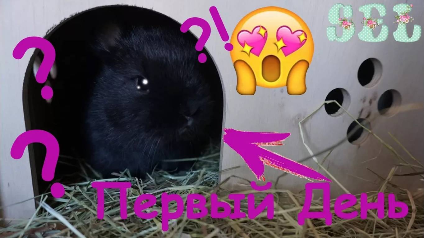 Ураа!!! ПЕРВЫЙ ДЕНЬ ДОМА Наш питомец кролик Черри смотреть онлайн