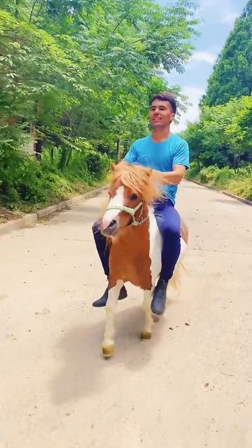 Horse mating cute - Most breeding horse смотреть онлайн
