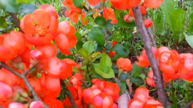 Flowers beautiful spring red flowers on a green bush смотреть онлайн
