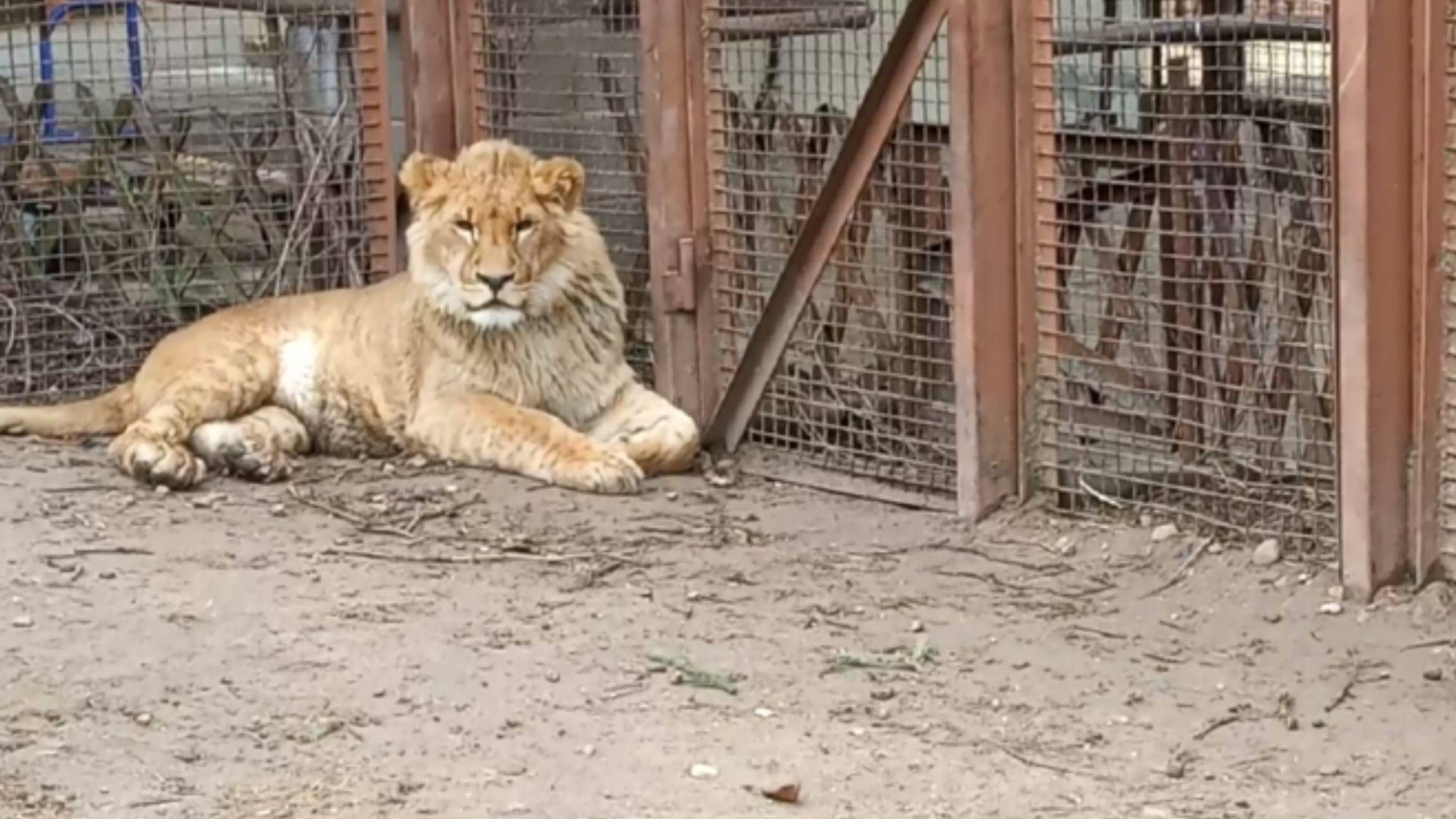 Режим "Охота" у ШЕРХАНА сломался. #шерхан #shortvideo #зоопарк #лев #lion #animals #юмор #минск смотреть онлайн