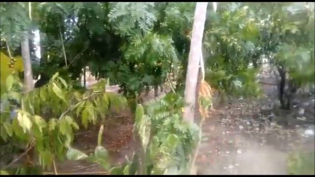 CARAMBOLA CONHEÇA ESSE PÉ GIGANTE DE CARAMBOLA SUPER CAREGADO смотреть онлайн