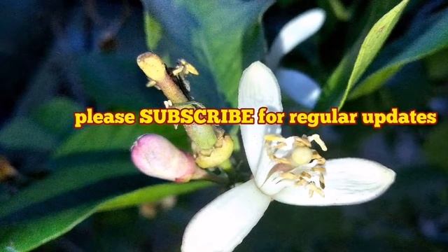 Lemon Blossoms In November/ How It Looks Like In Early November/ Organic Fruit Orchard смотреть онлайн