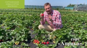 Земляника садовая (Клубника) Априка