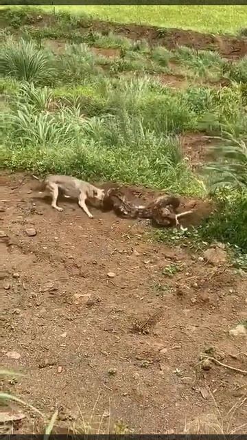 Fox vs Python Viral video смотреть онлайн
