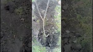 КАК  МЫ ЧЕРЕШНЮ САЖАЛИ ( сорт ,, Дайбера» черная)