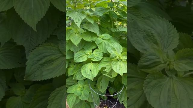 Here’s A Great Way To Share Your Garden Harvest|#shiso #perilla #inmygarden #backyardgardening смотреть онлайн