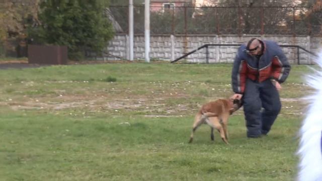 Центр кинологической службы смотреть онлайн