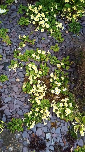 Life is beautiful with primrose смотреть онлайн