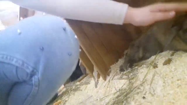 Маки паки контактный зоопарк смотреть онлайн