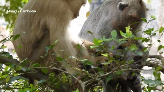 Not broken neck but just style of baby monkey while getting milk смотреть онлайн