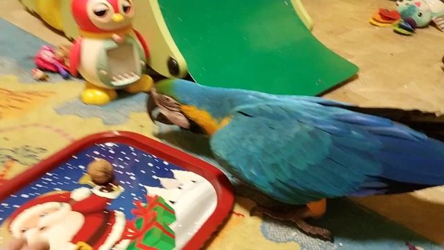 Попугай ара и поднос с орешком смотреть онлайн