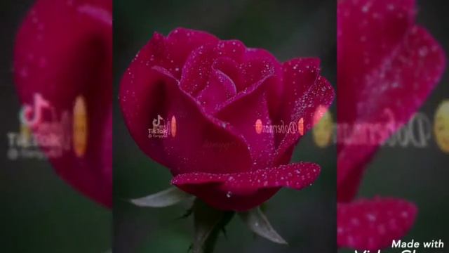 Подборка эдитов//С доберманами😍 смотреть онлайн