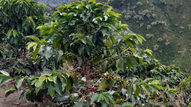 CTG | Colombia Tablón de Goméz Los Rosales - Balanced profile - April 2020 смотреть онлайн