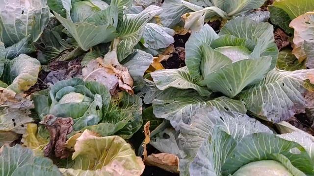 ЛПХ пора квасить смотреть онлайн