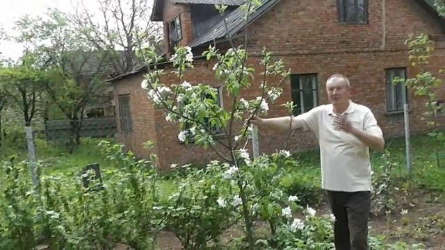 Сад Михайла Войтовича Теребовля, Садики смотреть онлайн