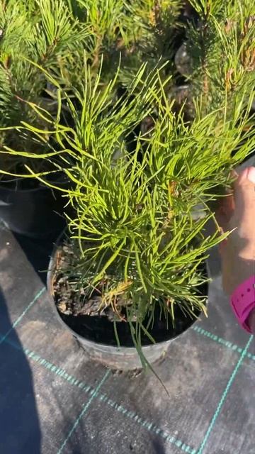 Сосна горная Мугус 850₽ #сосна #соснанизкорослая #соснагорная #мугус #пумилио #хвойные #ель #туя смотреть онлайн