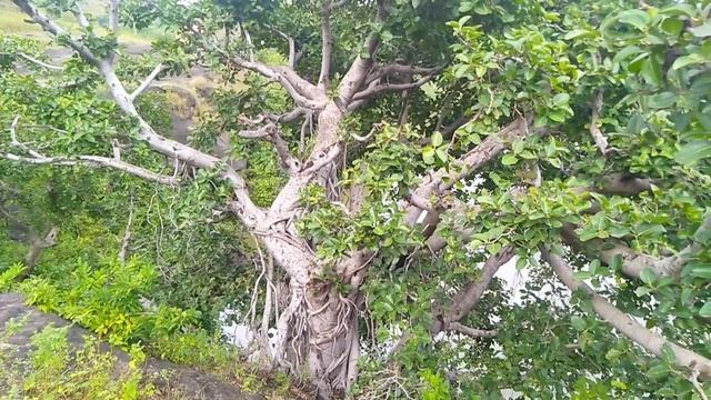 Banyan Tree On Mountain | Huge Ficus Tree смотреть онлайн