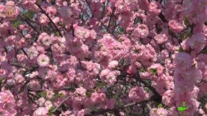 СЕВЕРНАЯ САКУРА. Луизеания.