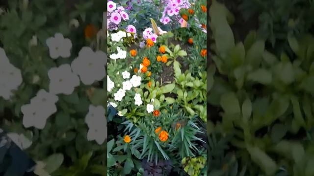#красиваямелодия#цветы#сибирь#всемдобра смотреть онлайн