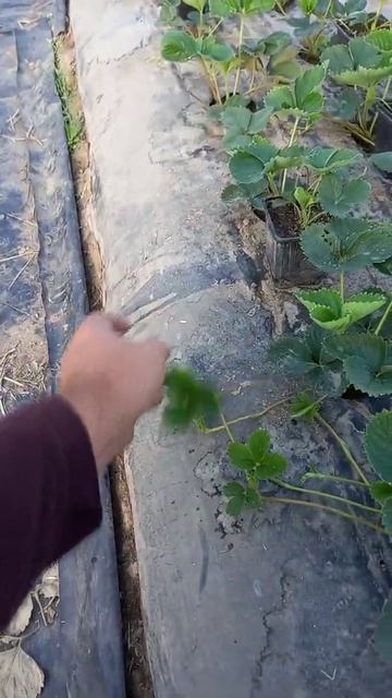 Клубничникам на заметку. Рассада #Shorts смотреть онлайн