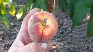 Персик Харроу Даймонд.