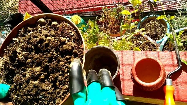 Aeonium Succulent Cutting Propagation | Aeonium Propagation | How to Propagate Aeonium Succulent смотреть онлайн