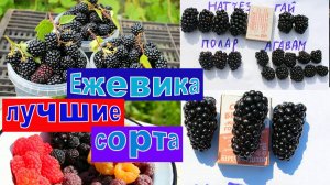 ЕЖЕВИКА ЛУЧШИЕ СОРТА