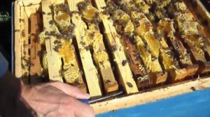 украинский узковысокий улей на медосборе