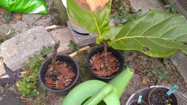 A garden update that's a bit late... смотреть онлайн