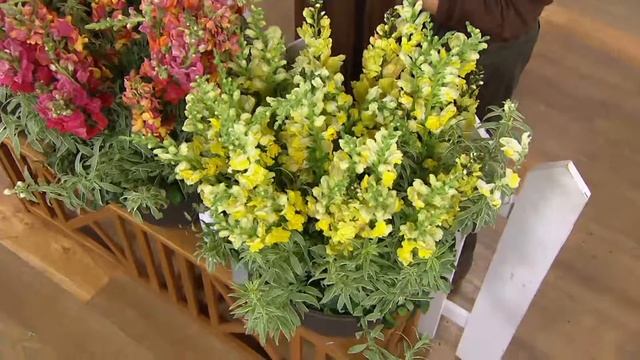 Roberta's 6-pc. Fragrant Hardy Snap Daddy Snapdragon Collection on QVC смотреть онлайн