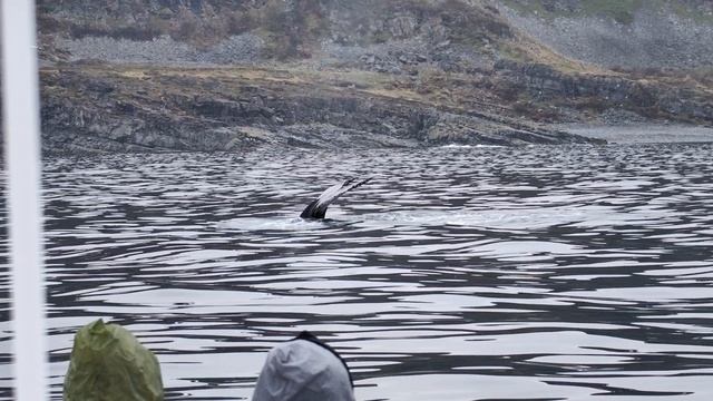 Горбатые киты 12 июня 2024 смотреть онлайн