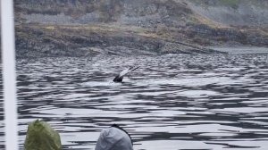 Горбатые киты 12 июня 2024