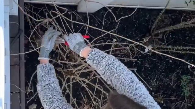 Pruning Hydrangeas!!(Limelite and Incrediball Blush) смотреть онлайн