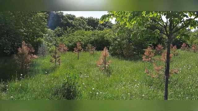 Погибшие сосны смотреть онлайн