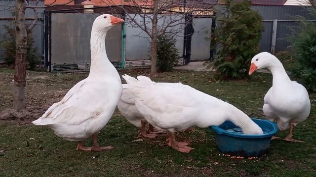 #гуси #Мамути смотреть онлайн