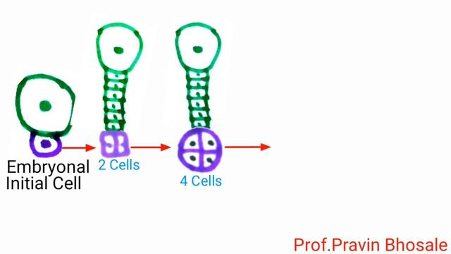Embryogenesis | Development of Embryo (Hindi) | Reproduction in Lower & Higher Plants смотреть онлайн