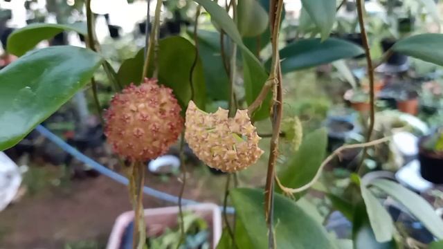 hoya mindorensis pink смотреть онлайн