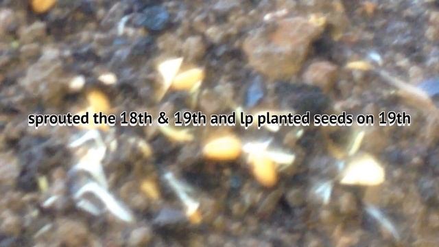 How To Grow Wheat Grass Day 1 To Day 7